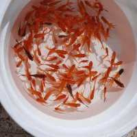 ماهی قرمز به قیمت لب استخر در سیرجان در گروه انواع ماهی - سالمون شیر کپور قرمز شوریده سفید گوپی مرکب در یکمیوه