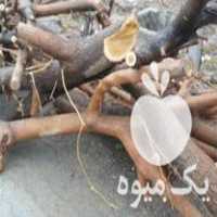 فروش چوب تنه درخت توت در گروه خرید فروش عمده چوب و زغال- زغال چوب گردو تبریزی خام در یکمیوه