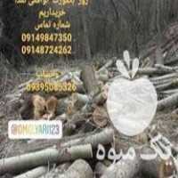 خرید و فروش انواع چوب درخت وباغات در گروه خرید فروش عمده چوب و زغال- زغال چوب گردو تبریزی خام در یکمیوه