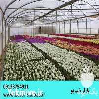 قیمت خرید ویژه گل شب بو بصورت عمده در گروه خرید فروش عمده گیاهان زینتی - گرمسیری آپارتمانی باغچه آب در یکمیوه