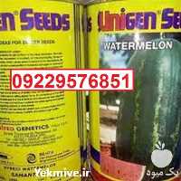 قیمت خرید بذر هندوانه یونی ژن اصل قیمت مناسب در یزد در گروه خرید فروش بذر - انواع محصول کشاورزی گوجه کتان میوه درخت در یکمیوه