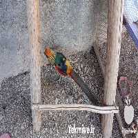 قیمت خرید قرقاول بلژیکی در اصفهان در گروه انواع پرنده - زینتی عروس هما مینا طوطی مرغ عشق در یکمیوه