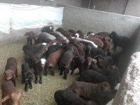 آگهی مشابه 61 میش زاییده در بیرجند در گروه دام سبک - خرید و فروش عمده جزیی در یکمیوه