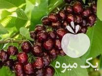 قیمت خرید گیلاس تک دانه در گروه خرید فروش نهال - انواع گردو پسته بادام سلطانی انگور در یکمیوه -عکس1