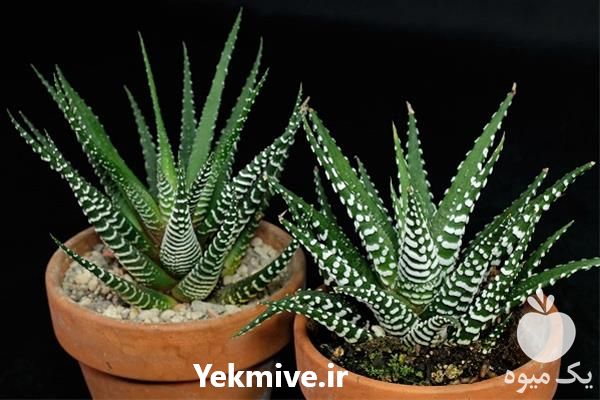 قیمت خرید گیاه کاکتوس هاورتیا در گروه خرید فروش عمده گیاهان زینتی - گرمسیری آپارتمانی باغچه آب در یکمیوه -عکس1