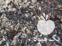 قیمت خرید کود مرغ قفسی و سالنی در مشهد در گروه خرید فروش کود و مواد شیمیایی - اوره پتاس مرغی کمپوست آهن در یکمیوه -عکس1