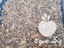 فروش ذرت علوفه فله و بسته بندی بصورت عمده و خرد در گروه خوراک دام و طیور - پرواری شیری علوفه یونجه در یکمیوه -عکس1