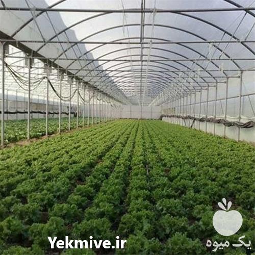 قیمت خرید نایلون کشاورزی و گلخانه ای با کیفیت عالی در گروه خرید فروش بسته بندی نایلونی - کیسه نایلکس مشما پلاستیک در یکمیوه -عکس1