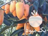 قیمت خرید نهال پیوندی اصلاح شده میوه در گروه خرید فروش نهال - انواع گردو پسته بادام سلطانی انگور در یکمیوه -عکس1