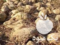 فروش چغندر قند با قیمت مناسب در آبیک در گروه خرید فروش عمده چغندر - قند لبویی قرمز سفید در یکمیوه -عکس1