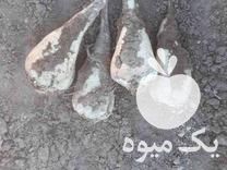 قیمت خرید چغندر قند شیرین در گروه خرید فروش عمده چغندر - قند لبویی قرمز سفید در یکمیوه -عکس1