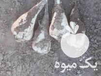 قیمت خرید چغندر قند شیرین در خاکعلی در گروه خرید فروش عمده چغندر - قند لبویی قرمز سفید در یکمیوه -عکس1