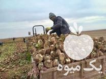 فروش چغندر قند در قزوین در گروه خرید فروش عمده چغندر - قند لبویی قرمز سفید در یکمیوه -عکس1