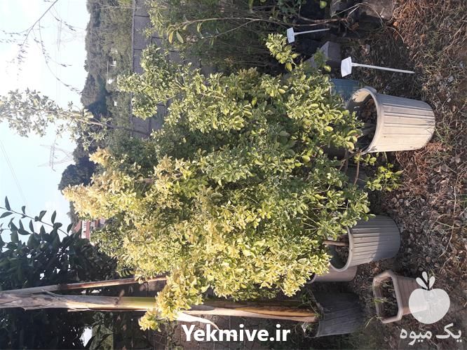 قیمت خرید عرضه انواع شمشاد طلایی و سبز و نعنایی گلدانی در گروه خرید فروش عمده گیاهان زینتی - گرمسیری آپارتمانی باغچه آب در یکمیوه -عکس1