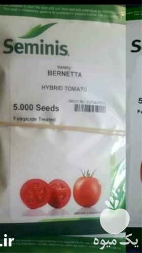 قیمت خرید بذر گوجه فرنگی برنتا ارجینال در اصفهان در گروه خرید فروش بذر - انواع محصول کشاورزی گوجه کتان میوه درخت در یکمیوه -عکس1
