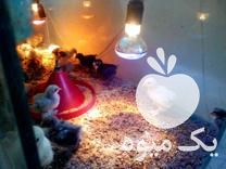 قیمت خرید لامپ تابشی گرمایشی پرنده و گیاه در گروه خرید فروش تجهیزات گلخانه - صنعتی خانگی هوشمند دست دوم در یکمیوه -عکس1