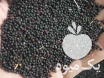 قیمت خرید بذر کلزا برای روغنکشی و کلزا غذا پرنده در آزادشهر در گروه خرید فروش عمده دانه های روغنی - کلزا خردل آفتابگردان بادام کنجد سویا در یکمیوه -عکس1