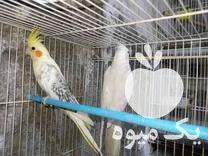 فروش پرنده عروس هلندی و گرنچی در گروه انواع پرنده - زینتی عروس هما مینا طوطی مرغ عشق در یکمیوه -عکس1