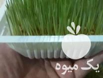 سبزه آماده فروش در کلاچای در گروه خرید فروش عمده گیاهان زینتی - گرمسیری آپارتمانی باغچه آب در یکمیوه -عکس1