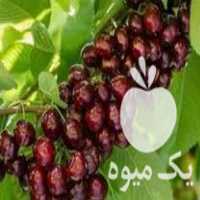 قیمت خرید گیلاس تک دانه در گروه خرید فروش نهال - انواع گردو پسته بادام سلطانی انگور در یکمیوه