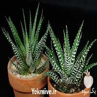 قیمت خرید گیاه کاکتوس هاورتیا در گروه خرید فروش عمده گیاهان زینتی - گرمسیری آپارتمانی باغچه آب در یکمیوه