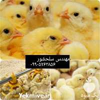 قیمت خرید جوجه مرغ گوشتی در زنجان در گروه مرغ و خروس و بوقلمون و اردک قو قاز در یکمیوه