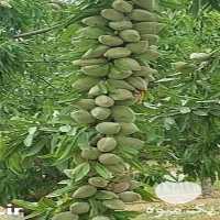 پیش فروش نهال اصلاح شده در اصفهان در گروه خرید فروش نهال - انواع گردو پسته بادام سلطانی انگور در یکمیوه