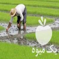 فروش بذر شالی تیم بینج ممتاز برنج هاشمی و امرالهی سوزنی اعلا در گروه خرید فروش عمده برنج - نیم دانه عنبر بو هاشمی کاظمی هندی پاکستانی در یکمیوه
