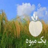 فروش مرغوب ترین بذر برنج شالی هاشمی در گروه خرید فروش عمده برنج - نیم دانه عنبر بو هاشمی کاظمی هندی پاکستانی در یکمیوه