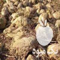 فروش چغندر قند با قیمت مناسب در آبیک در گروه خرید فروش عمده چغندر - قند لبویی قرمز سفید در یکمیوه