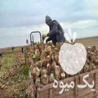 فروش چغندر قند در قزوین در گروه خرید فروش عمده چغندر - قند لبویی قرمز سفید در یکمیوه