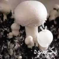 فروش کمپوست قارچ دکمه ای در ارومیه در گروه خرید فروش عمده قارچ - دکمه ای خوراکی دارویی پرورشی کوهی در یکمیوه