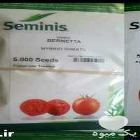 قیمت خرید بذر گوجه فرنگی برنتا ارجینال در اصفهان در گروه خرید فروش بذر - انواع محصول کشاورزی گوجه کتان میوه درخت در یکمیوه
