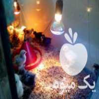 قیمت خرید لامپ تابشی گرمایشی پرنده و گیاه در گروه خرید فروش تجهیزات گلخانه - صنعتی خانگی هوشمند دست دوم در یکمیوه