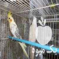 فروش پرنده عروس هلندی و گرنچی در گروه انواع پرنده - زینتی عروس هما مینا طوطی مرغ عشق در یکمیوه