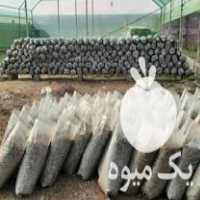 قیمت خرید برگ خرد شده و خرد نشده بلوط و جنگلی در بابل  در گروه خرید فروش کود و مواد شیمیایی - اوره پتاس مرغی کمپوست آهن در یکمیوه