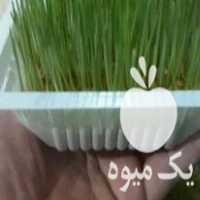 سبزه آماده فروش در کلاچای در گروه خرید فروش عمده گیاهان زینتی - گرمسیری آپارتمانی باغچه آب در یکمیوه