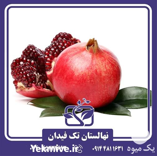 خرید و قیمت نهال انار دانه سیاه در گروه خرید فروش نهال - انواع گردو پسته بادام سلطانی انگور در یکمیوه -عکس1