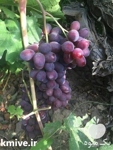 خرید و فروش عمده نهال در تهران در گروه خرید فروش نهال - انواع گردو پسته بادام سلطانی انگور در یکمیوه -عکس1