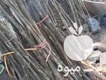 فروش نهال پالونیا در گروه خرید فروش نهال - انواع گردو پسته بادام سلطانی انگور در یکمیوه -عکس1