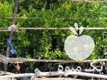 فروش نهال مرکبات در گروه خرید فروش نهال - انواع گردو پسته بادام سلطانی انگور در یکمیوه -عکس1