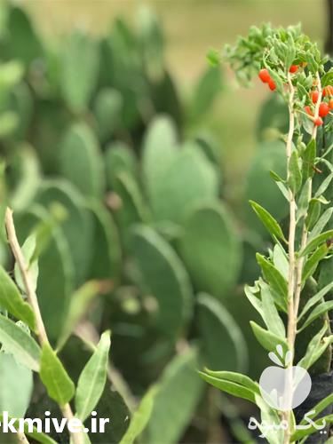 فروش نهال گوجی بری در گروه خرید فروش نهال - انواع گردو پسته بادام سلطانی انگور در یکمیوه -عکس1