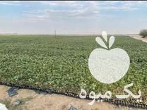 فروش نهال پسته قیمت عالی در ریز  در گروه خرید فروش نهال - انواع گردو پسته بادام سلطانی انگور در یکمیوه -عکس1