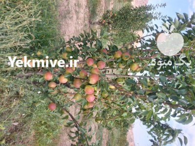 توزیع انواع نهال مثمر و تزئینی در زنجان در گروه خرید فروش نهال - انواع گردو پسته بادام سلطانی انگور در یکمیوه -عکس1