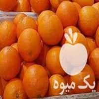 قیمت خرید تامسون انباری و سانگین خونی در ساری در گروه خرید فروش عمده پرتقال - پرتقال رسمی تامسون خونی جنوب در یکمیوه