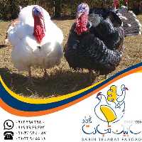 آگهی مشابه فروش بوقلمون آماده کشتار سابین تجارت در گروه مرغ و خروس و بوقلمون و اردک قو قاز در یکمیوه