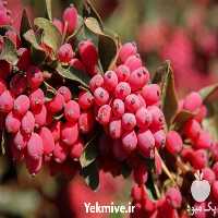 فروش ارائه بهترین قیمت نهال زرشک در گروه خرید فروش نهال - انواع گردو پسته بادام سلطانی انگور در یکمیوه