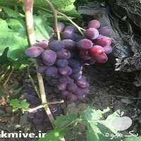 خرید و فروش عمده نهال در تهران در گروه خرید فروش نهال - انواع گردو پسته بادام سلطانی انگور در یکمیوه