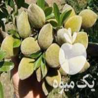 قیمت خرید تولید کننده انواع نهال صنوبر بادام گردو  در اردستان در گروه خرید فروش نهال - انواع گردو پسته بادام سلطانی انگور در یکمیوه