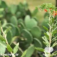 فروش نهال گوجی بری